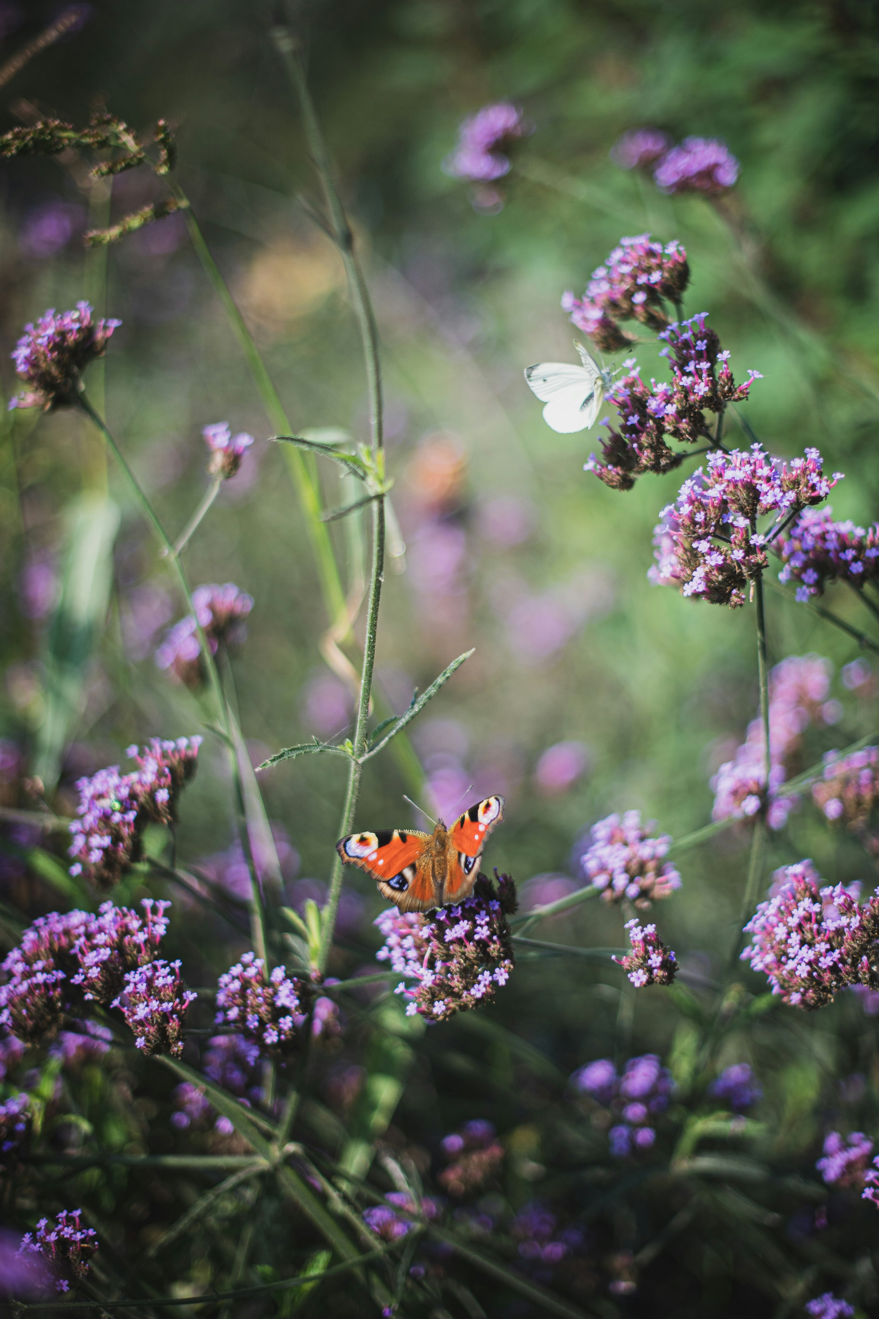 orange butterfly perched on purple flower in close up photography during daytime